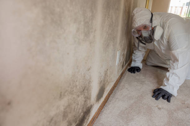 Best Asbestos and Lead Testing During Mold Inspection in Brookhaven, MS